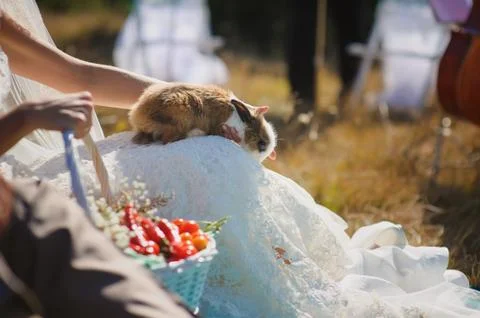 Bride holds rabbit on lap Stock Photos