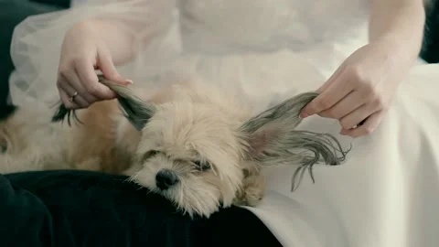 The bride playing with the dog on the sofa Stock Footage 229469859