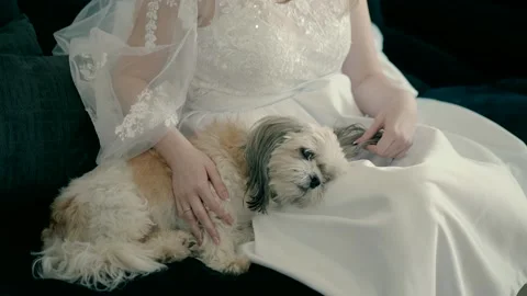 The bride playing with the dog on the sofa Stock Footage 229470546