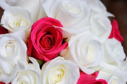 Bride roses closeup Stock Photos