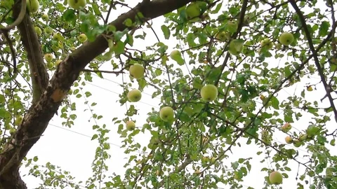 The bride sits on a beautiful swing Stock Footage 75015094
