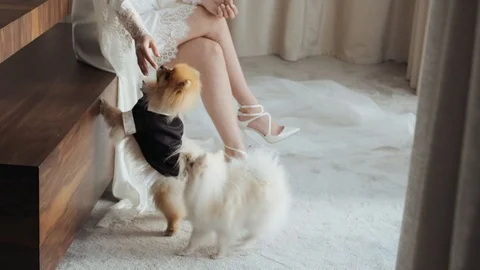 Bride Is Sitting On The Couch. Dogs Running Around Her Are Dressed Like A Groom Video stock 107477030