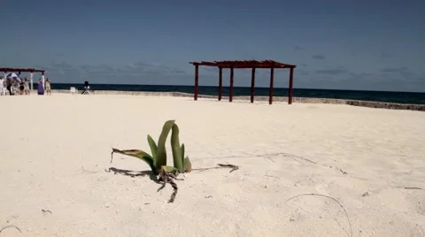 Bride walking down on isle on beach Stock Footage 40976498