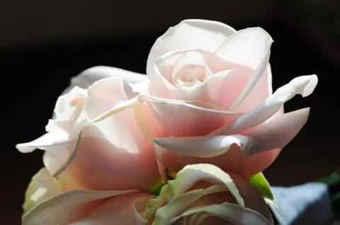 Brides pink roses Stock Photos