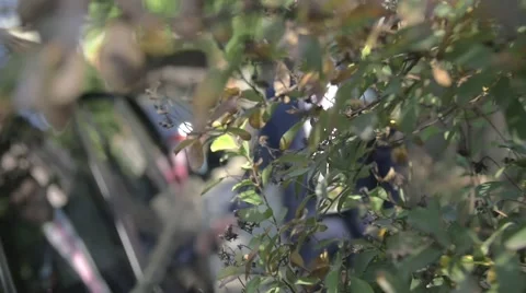 The brides sit in the wedding car Stock Footage 67645775