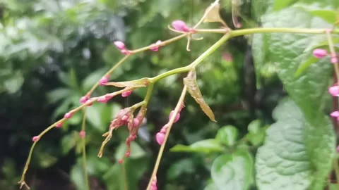 Bride's teardrops Video stock 234376204