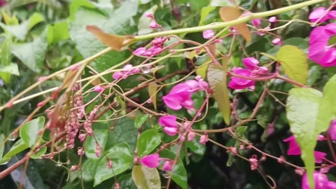 Bride's tears Stock Footage 234376020