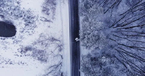 Brides walk in the winter forest Stock Footage 150355736