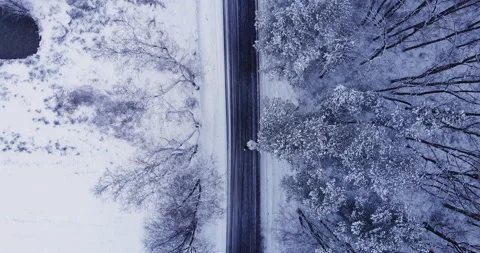 Brides walk on a winter road through a snowy forest. Snow-covered forest road Video stock 150356238