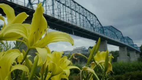 Bridge and Flowers 스톡 동영상 108820055