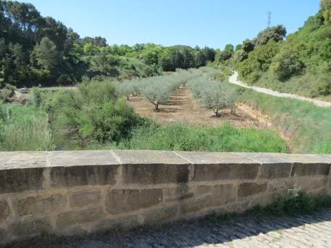 Bridge and olive trees Stock Photos