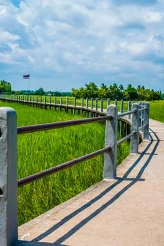 The bridge and rice fields. Stock Photos