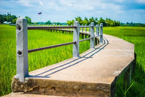 The bridge and rice fields. Stock Photos