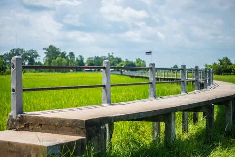 The bridge and rice fields. Stock Photos