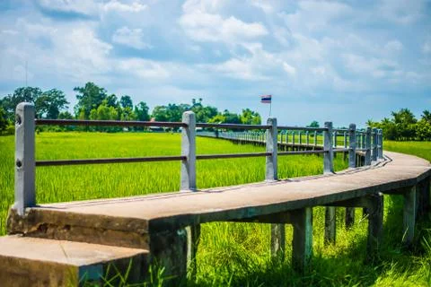 The bridge and rice fields. Stock Photos