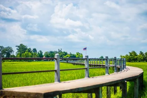 The bridge and rice fields. Foto stock