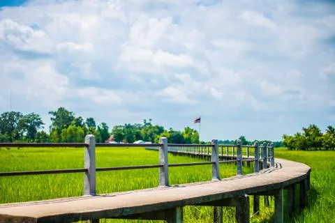 The bridge and rice fields. Stock Photos