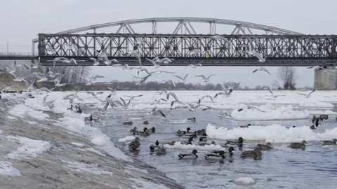 Bridge and river in winter and flying birds Stock Footage