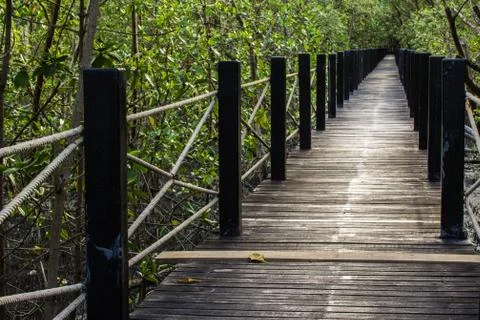 Bridge and tree Fotos Stock