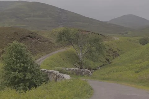 Bridge and tree Stock Photos