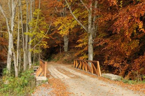 Bridge in autumn forest Stock Photos