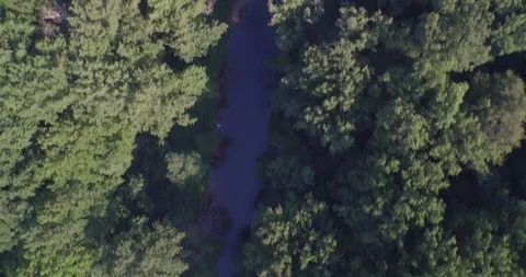 A bridge between the trees Stock Footage 90738715