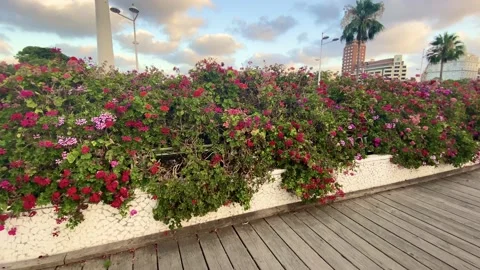 Bridge of blooming flowers Stock Footage 134935656