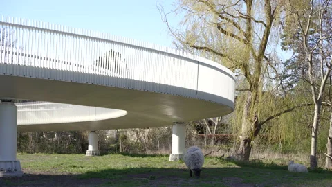 Bridge. Bridge under which sheep graze. Stock Footage 210263232