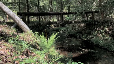 Bridge by the brook Pointsett State Park South Carolina. Stock Footage 89733185