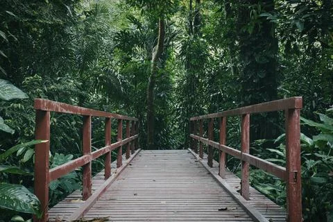 Bridge crossing in a forest park. Stock Photos