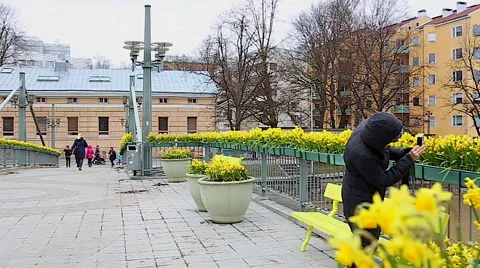 The bridge decorated with daffodils in spring, Turku Finland Video stock 48839440