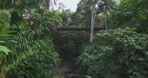 Bridge in a dense jungle Video stock 124660721