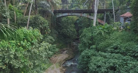 Bridge in a dense jungle Video stock 124666850