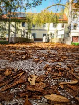 Bridge filled with leaves falling from trees in autumn, building in background Foto stock