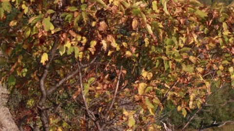 Bridge Stock Footage 8764807