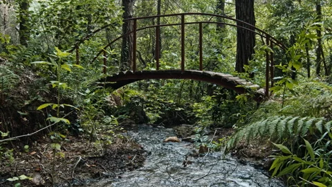 Bridge Видео 136422244