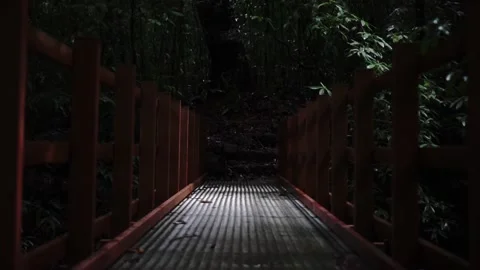 Bridge, Forest, Dark, Nature Stock Footage 143841882