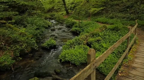 Bridge in the forest Stock Footage 39383277
