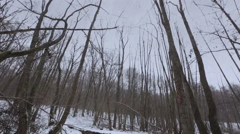Bridge in the forest Stock Footage 44366278