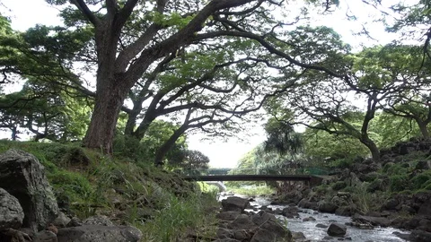 Bridge In The Forest Stock Footage 104825092