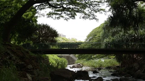 Bridge In The Forest Stock Footage 104827847