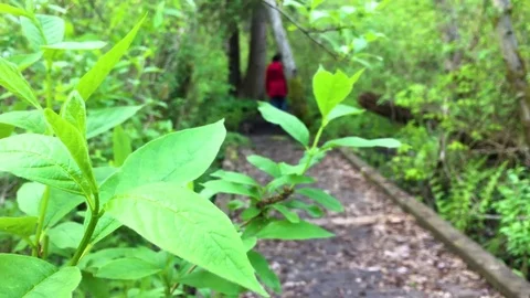 Bridge Forest Path Stock Footage 75211478