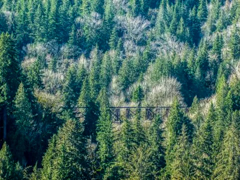 Bridge in the Forest Stock Photos