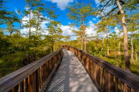 Bridge in a forest Stock Photos