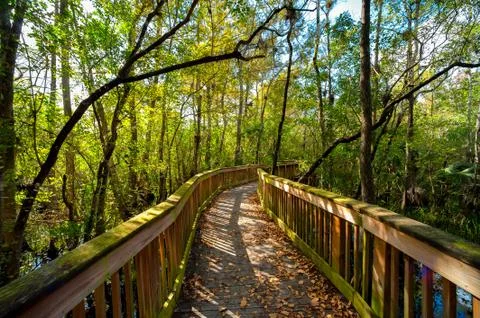 Bridge in a forest Foto stock