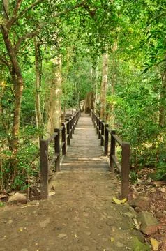 Bridge in the forest Fotos Stock