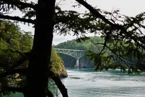 Bridge in the forest Fotos Stock