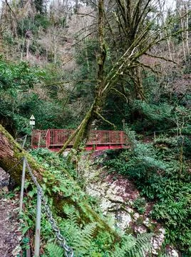 The bridge in the forest Stock Photos