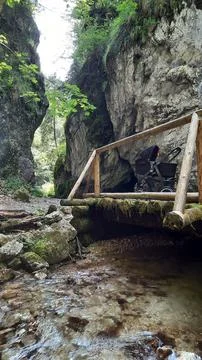 Bridge in the forest Fotos de archivo