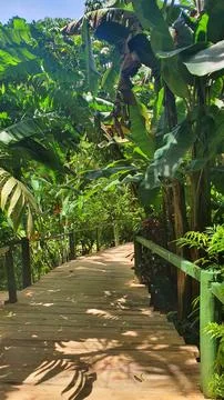 Bridge Forest Stock Photos